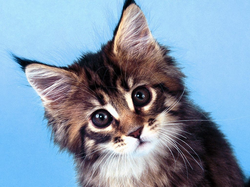 Who are You_, Maine Coon